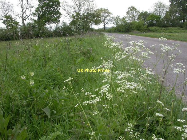 Photo 6"x4" Middlemarsh, wild flowers Tiley c2011
