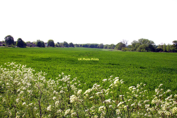 Photo 6"x4" A cereal field by Berinsfield Berinsfield c2011