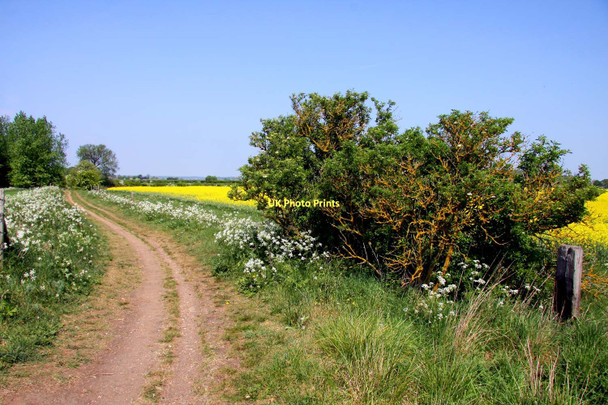 Photo 6"x4" Bridleway to Marsh Baldon Berinsfield c2011