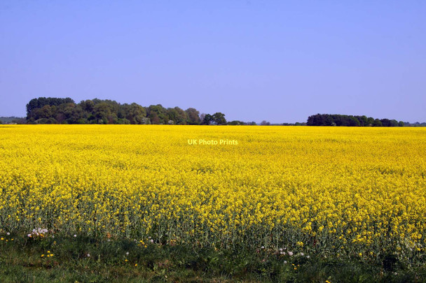 Photo 6"x4" Field of rape by the roman road Berinsfield c2011