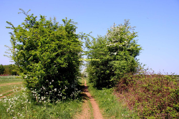 Photo 6"x4" Bridleway on the Roman Road Berinsfield c2011
