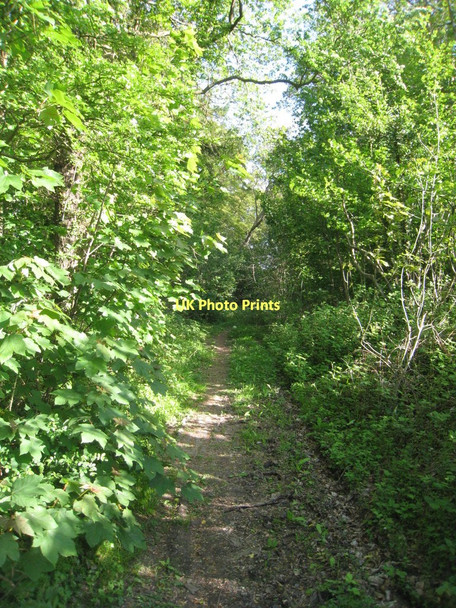 Photo 6"x4" Entering Pond Close Wood Croxton\/TA0912 c2011
