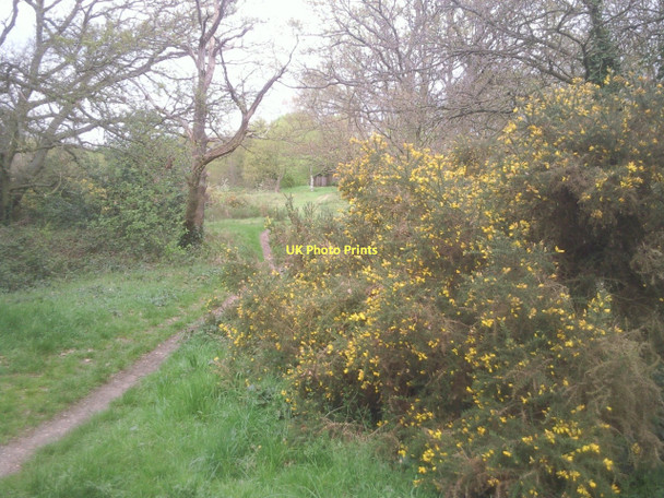 Photo 6"x4" Gorse on Barnes Common Barnes c2011