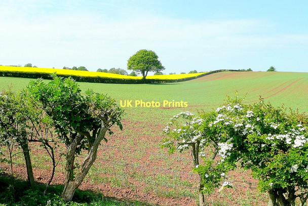 Photo 6"x4" Arable scene near Bromsash Bromsash c2011