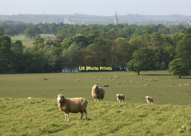 Photo 6"x4" Sheep grazing above Belton Park Belton\/SK9239 c2011