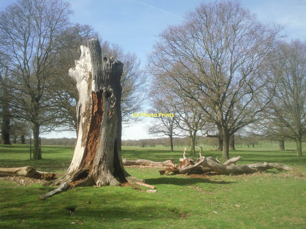 Photo 6"x4" Dead trees in Richmond Park Putney c2011