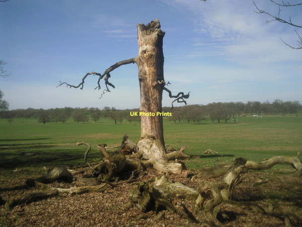 Photo 6"x4" Lord of the Rings in Richmond Park Richmond\/TQ1874 c2011