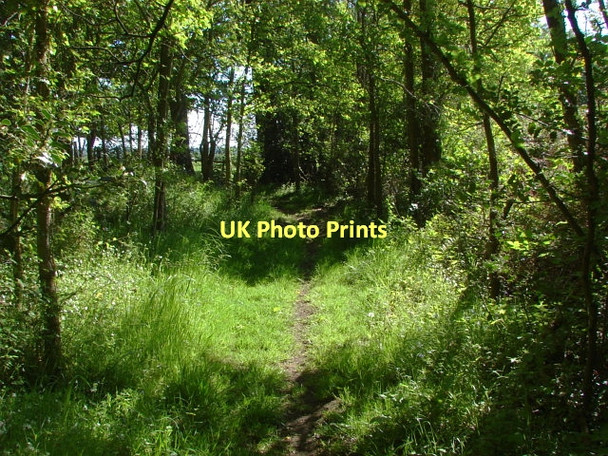 Photo 6"x4" Woodland path Littlefield Common c2011