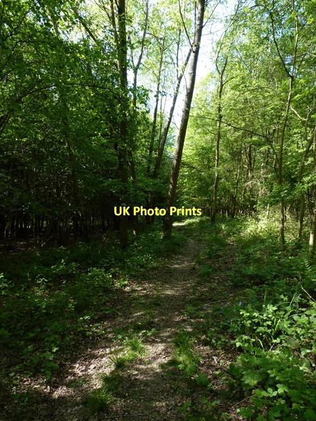 Photo 6"x4" Footpath through Rabbit Warren Plantation Harley\/SJ5901 c2011
