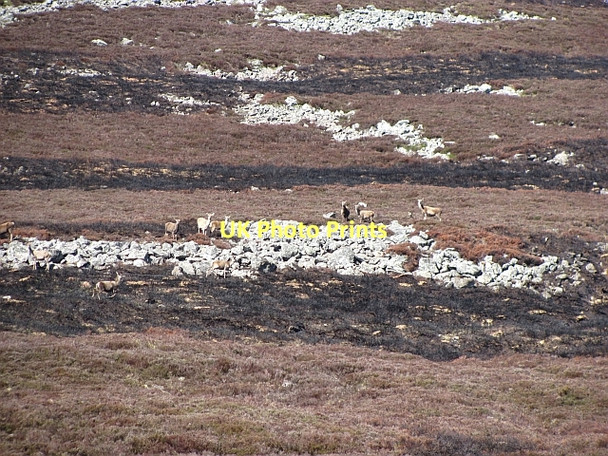 Photo 6"x4" Deer, Sr\u00c3\u00b2n na Macranaich Sr\u00f2n na Macranaich c2011