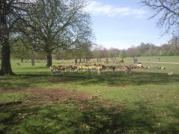 Photo 6"x4" Fallow deer in Richmond Park Richmond\/TQ1874 c2011