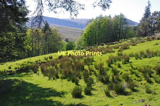 Photo 6"x4" Rough grazing near Needle House Fell End\/SD7298 c2011