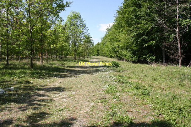 Photo 6"x4" A path through Ardington and Lockinge Community Wood Wantage c2011