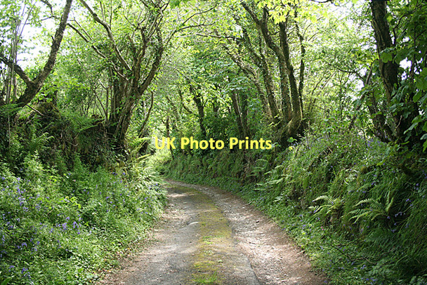 Photo 6"x4" Blisland: shaded track Blisland c2011