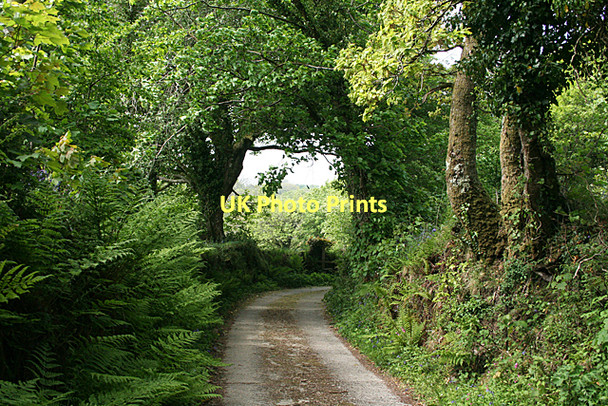 Photo 6"x4" Blisland: near Durfold Blisland c2011