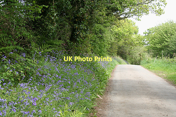 Photo 6"x4" Blisland: lane to Metherin Blisland c2011