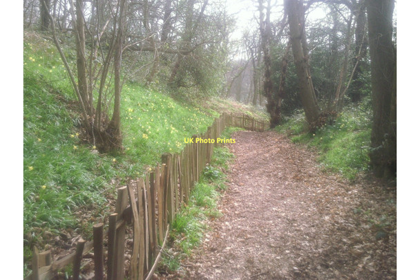 Photo 6"x4" Springtime path in Lesnes Abbey Woods Abbey Wood\/TQ4678 c2011