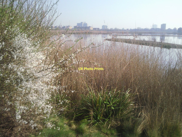 Photo 6"x4" Spring at London Wetland Centre Barnes c2011