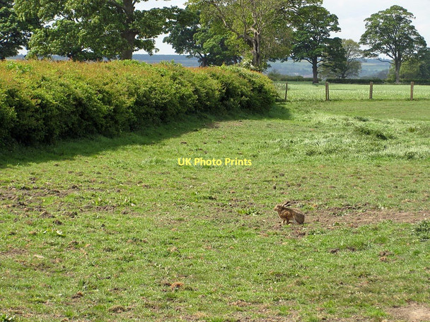 Photo 6"x4" Hare in paddock Ryton\/SE7975 c2011