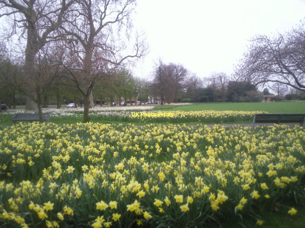 Photo 6"x4" Daffodils in Greenwich Park Greenwich\/TQ3977 c2011