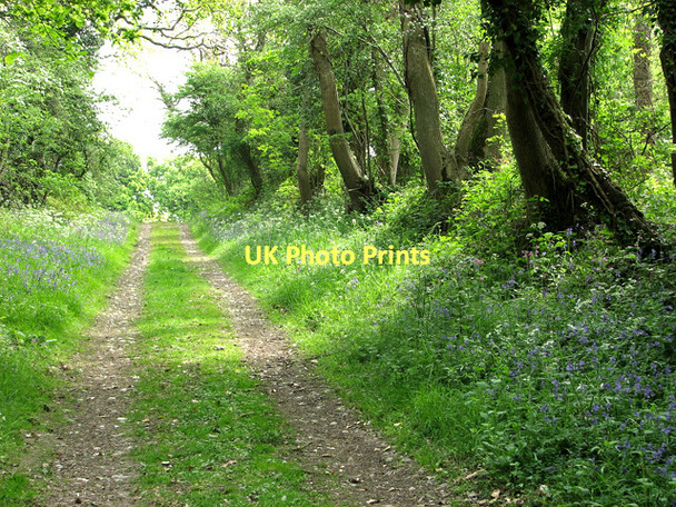 Photo 6"x4" Bluebells and cow parsley beside the path to Hempstead Holt\/TG0838 c2011