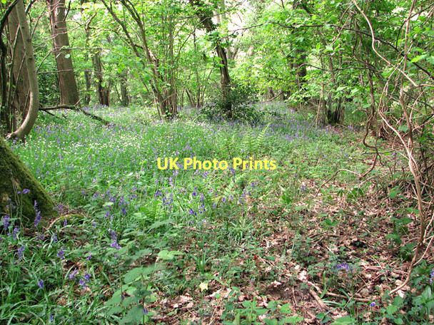 Photo 6"x4" Bluebells in woodland north of Dam Hill Holt\/TG0838 c2011
