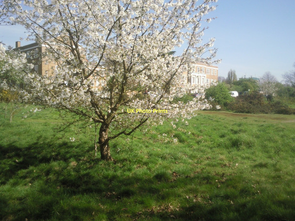 Photo 6"x4" Vanbrugh Pits, Blackheath in spring Greenwich\/TQ3977 c2011