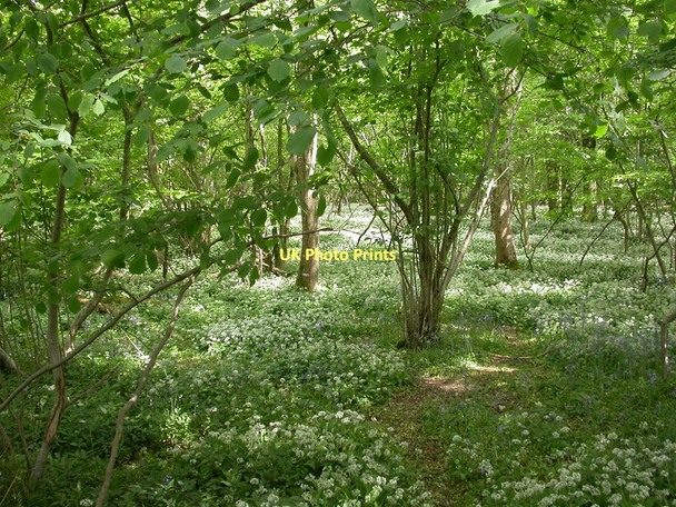 Photo 6"x4" Garston Wood, ramsons Deanland c2011