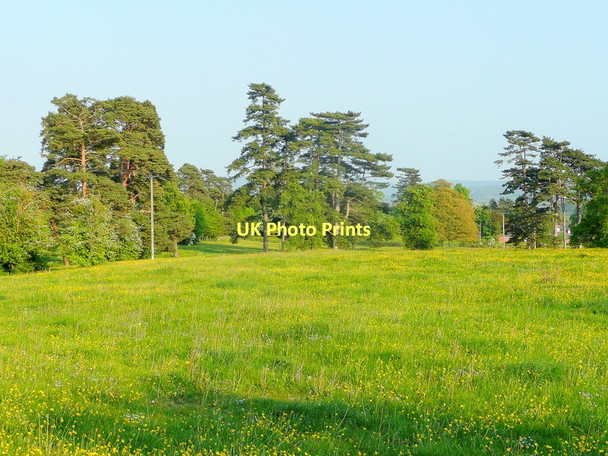 Photo 6"x4" Parkland at Highnam Court 2 Highnam c2011
