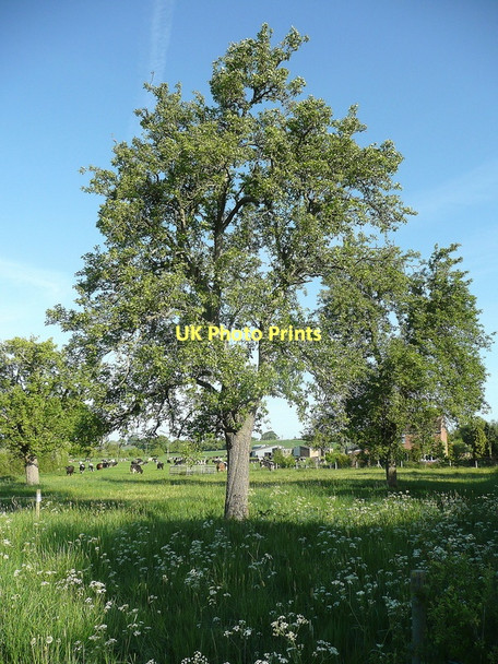 Photo 6"x4" Pear tree, Kent's Green Kent's Green c2011