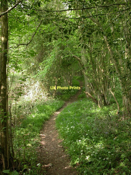 Photo 6"x4" Pribdean Wood, footpath Deanland c2011