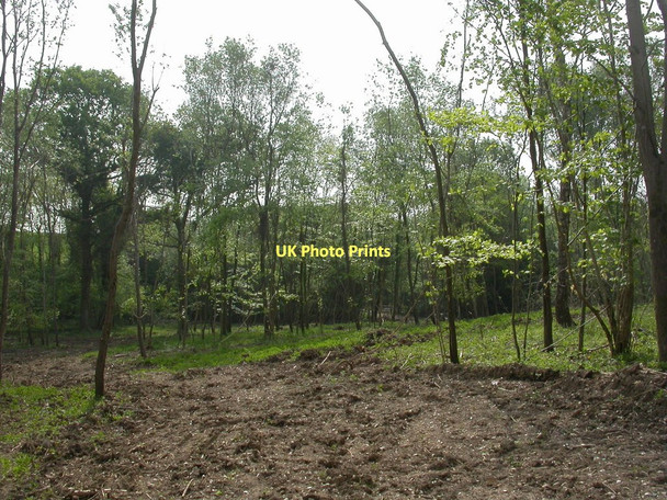 Photo 6"x4" Pribdean Wood, conservation work Deanland c2011