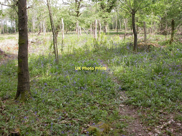 Photo 6"x4" Pribdean Wood, bluebells Deanland c2011