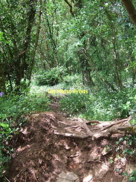 Photo 6"x4" Traces of a path through Bradley Woods Newton Abbot c2011