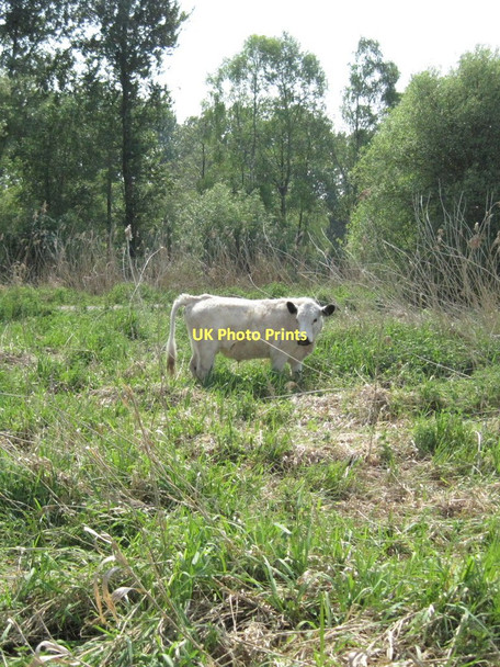 Photo 6"x4" Cattle Grazing at Winnall Moors Winchester c2011
