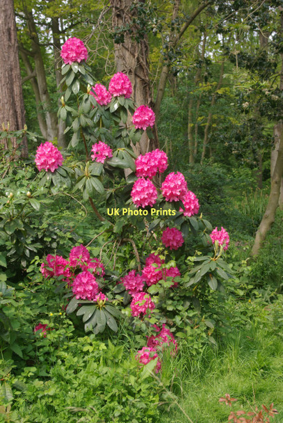 Photo 6"x4" Hotham Park Bognor Regis c2011