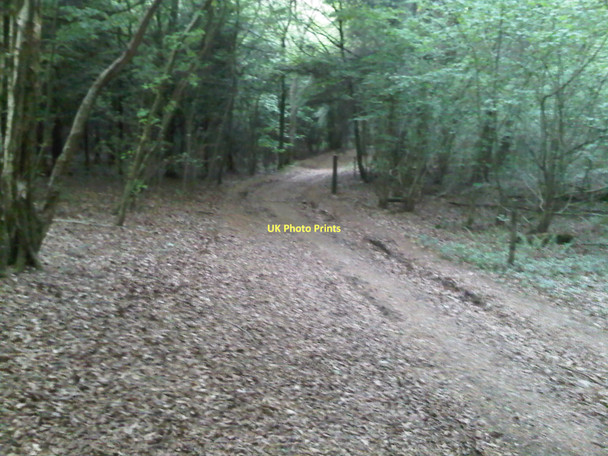 Photo 6"x4" Bridleway through Weston Common Powntley Copse c2011