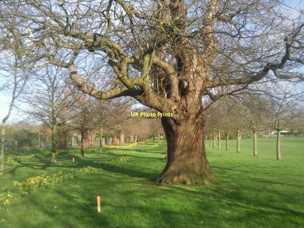 Photo 6"x4" Sweet chestnut at Foots Cray Meadows Foots Cray c2011
