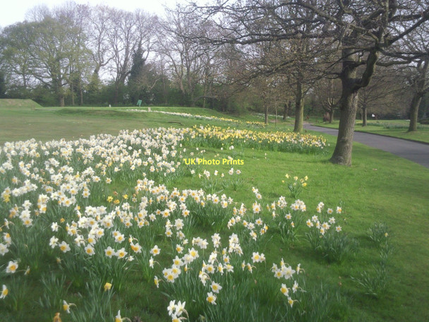 Photo 6"x4" Spring daffodils in Beckenham Place Park Beckenham c2011