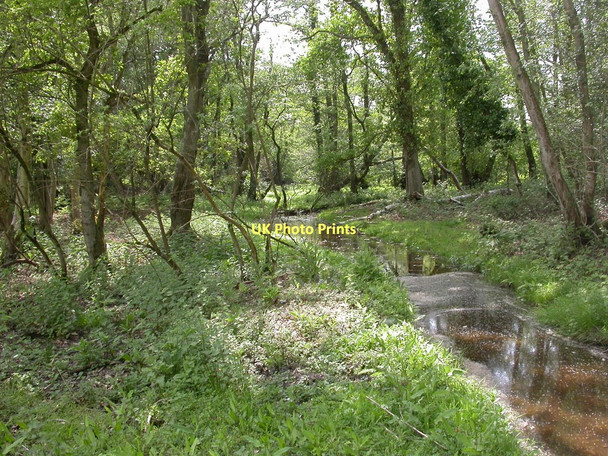 Photo 6"x4" Kingston North Common, stream Kingston\/SU1402 c2011