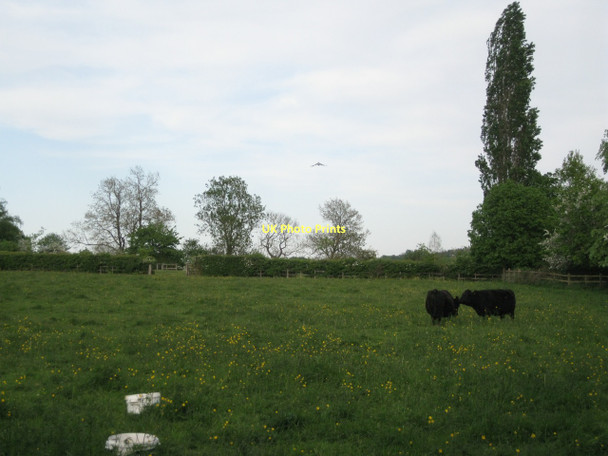 Photo 6"x4" Buttercups and black cattle Preston Fields c2011