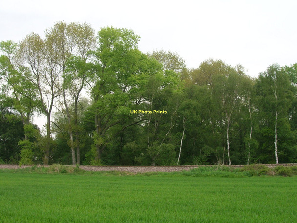 Photo 6"x4" Woodland near railway Burn\/SE5928 c2011