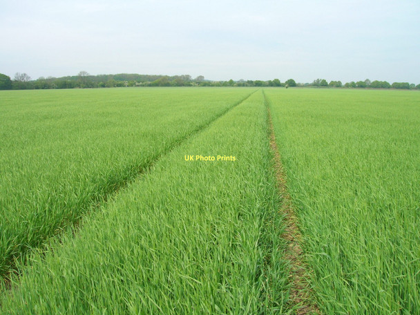 Photo 6"x4" Track through crop field Gateforth c2011