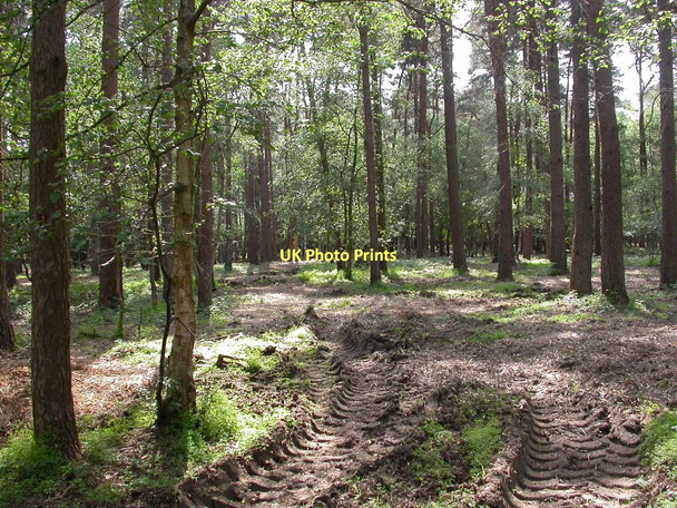 Photo 6"x4" Kingston, plantation Ringwood\/SU1505 c2011