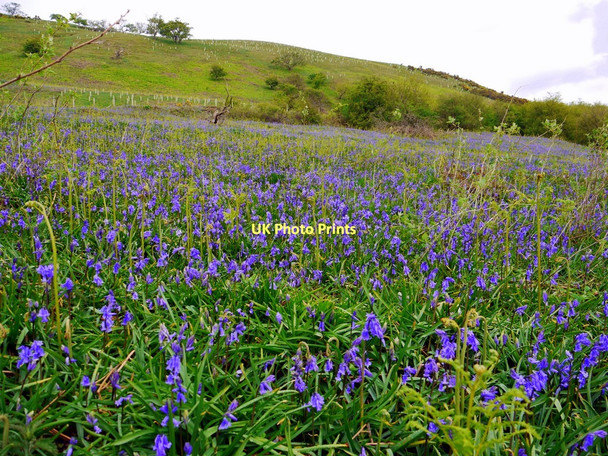 Photo 6"x4" Bluebells above Swindale Beck Helbeck c2011