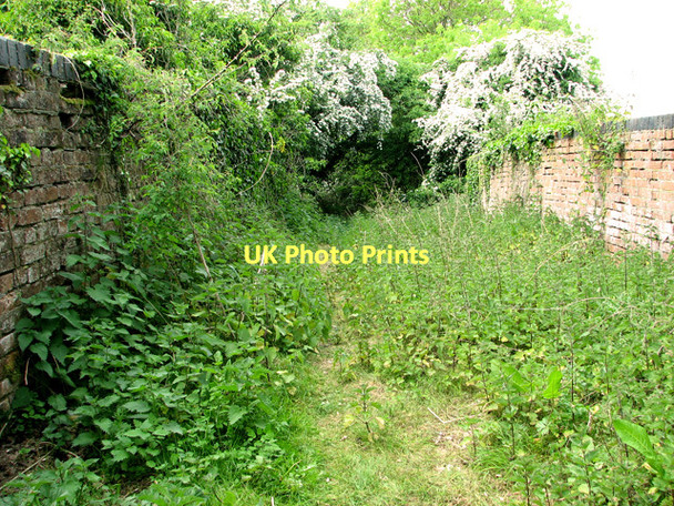 Photo 6"x4" Nettles growing on disused railway bridge, Wreningham Penny's Green c2011