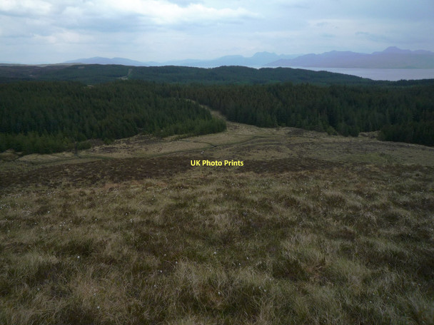 Photo 6"x4" Tormore Forest Tormore\/NG6101 c2011