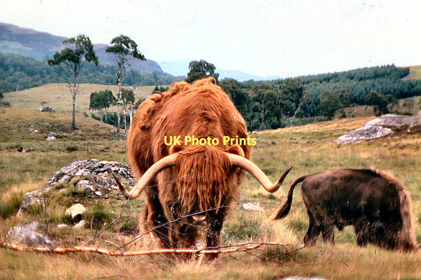 Photo 6"x4" Kingussie Wildlife Park Balavil\/NH7902 c1978