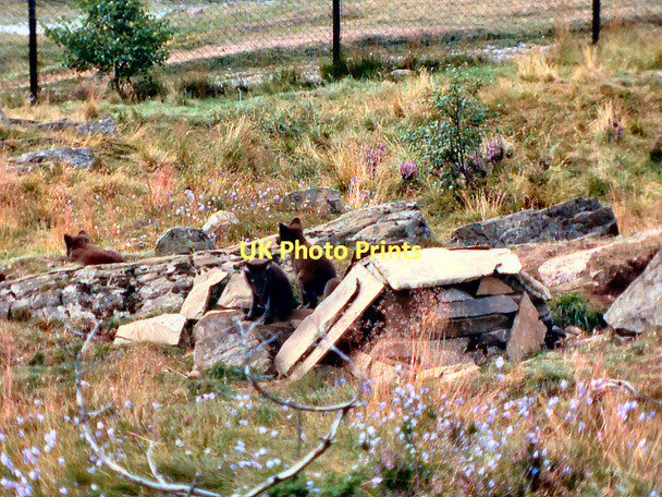 Photo 6"x4" Kingussie Wildlife Park - Arctic Fox Enclosure Balavil\/NH7902 c1978