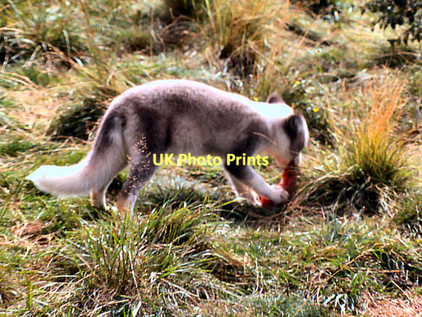 Photo 6"x4" Arctic Fox at Kingussie Wildlife Park Balavil\/NH7902 c1978